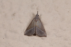 Hypena lividalis