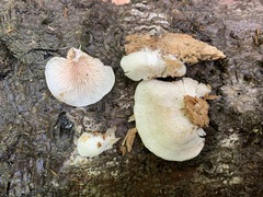 Entoloma depluens
