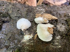 Entoloma depluens