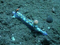 Hypselodoris confetti