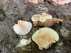 Entoloma depluens