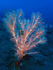 Solenocaulon