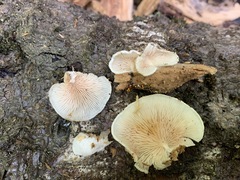 Entoloma depluens