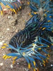 Synalpheus stimpsonii