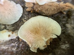 Entoloma depluens