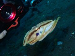Amphioctopus siamensis