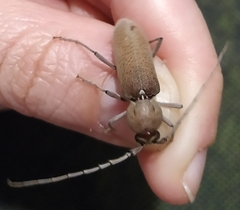 Hesperophanes sericeus