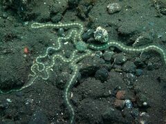 Macrophiothrix