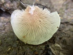 Entoloma depluens