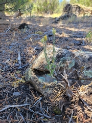 Chrysothamnus depressus