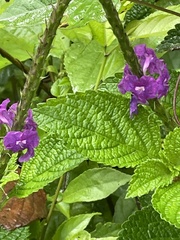 Stachytarpheta frantzii