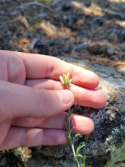 Chrysothamnus depressus