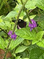 Stachytarpheta frantzii