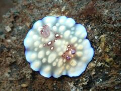 Goniobranchus hintuanensis