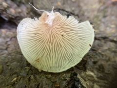 Entoloma depluens