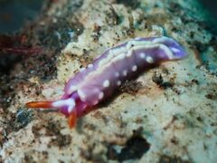 Thuridilla albopustulosa