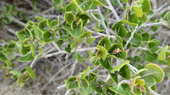 Searsia glauca