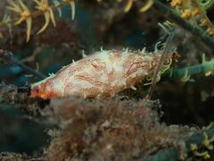 Phenacovolva rehderi