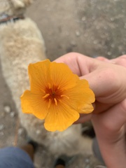 Kallstroemia grandiflora