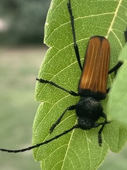Tragidion coquus