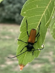 Tragidion coquus