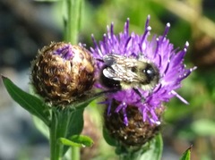 Bombus vagans bolsteri