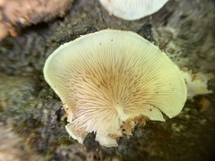 Entoloma depluens