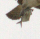 Peprilus triacanthus