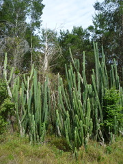 Cereeae