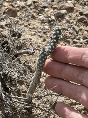 Micropuntia pulchella