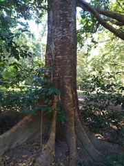 Dysoxylum gaudichaudianum