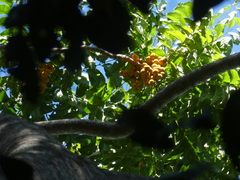 Dysoxylum gaudichaudianum