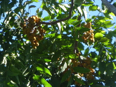 Dysoxylum gaudichaudianum