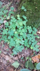 Oxalis acetosella