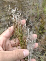 Schizachyrium condensatum