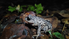 Leptobrachium