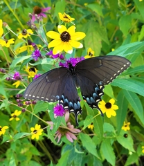 Papilio glaucus
