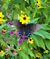 Papilio glaucus