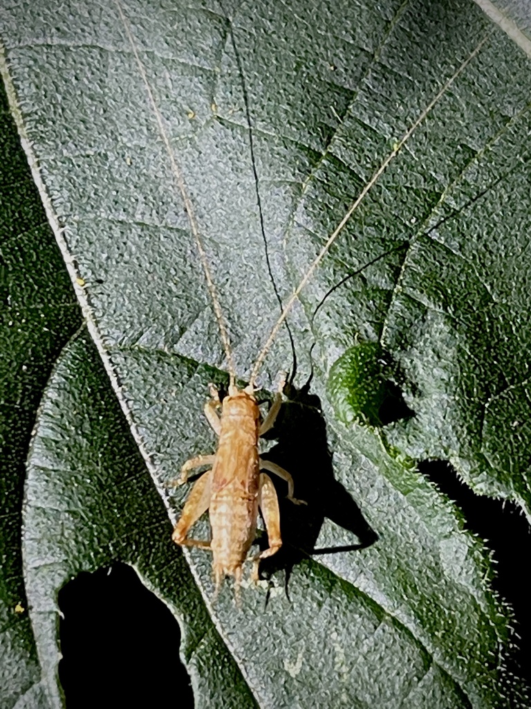 True Crickets and Allies from Mitchell St, Hillsborough, NC, US on