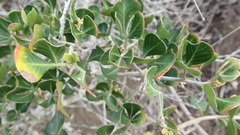 Searsia glauca