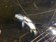 Catostomus catostomus