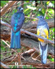 Citreoline Trogon photo 2