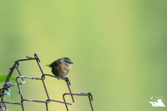 Troglodytes aedon brunneicollis