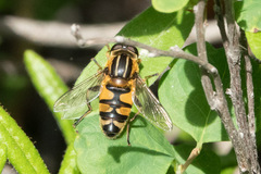 Helophilus neoaffinis