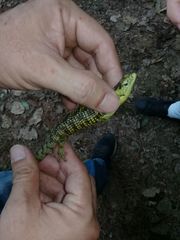 Abronia taeniata