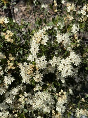 Phebalium squamulosum