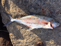 Scomberoides commersonnianus