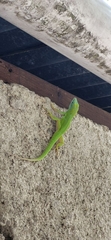 Anolis callainus