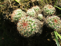 Mammillaria jaliscana jaliscana