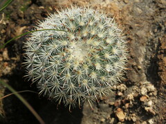 Mammillaria jaliscana jaliscana